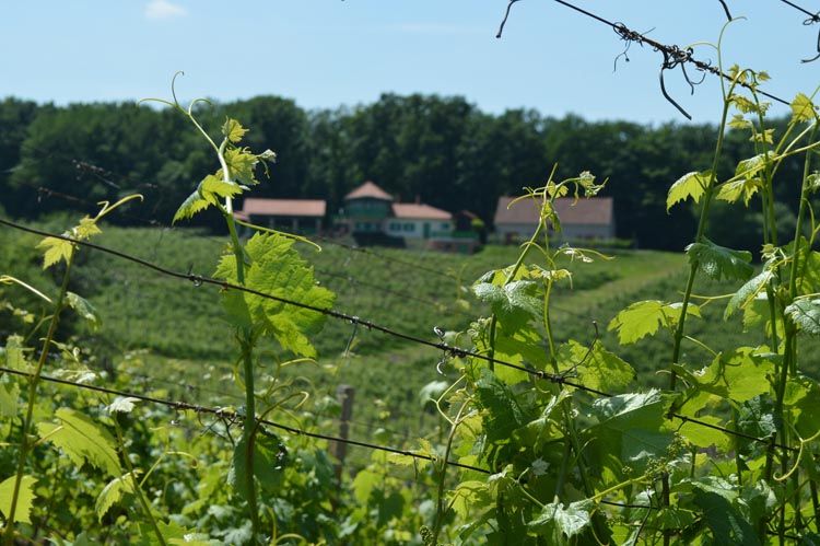 Cuvée_Miraz_2015_gastro_vino_modnialmanah