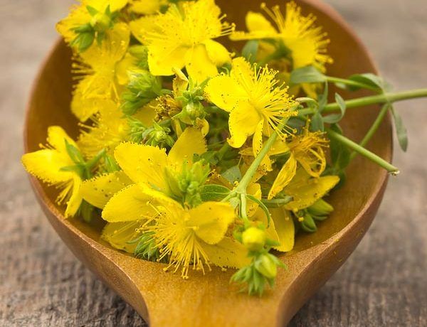 beauty_kantarion_gospina_trava_modnialmanah