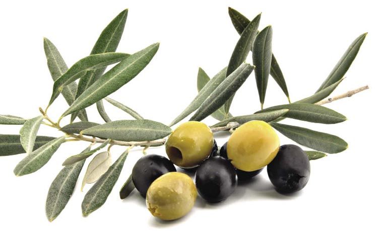 beauty-koža-ljepota-maslina-modnialmanah