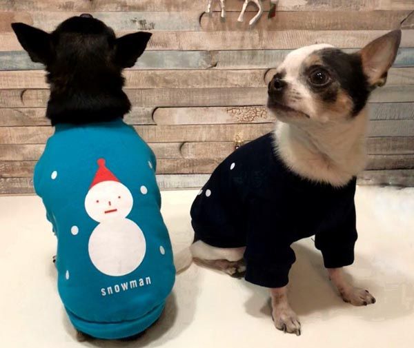 Double-Trouble-Dog-Boutique-shopping-modnialmanah-ljubimci
