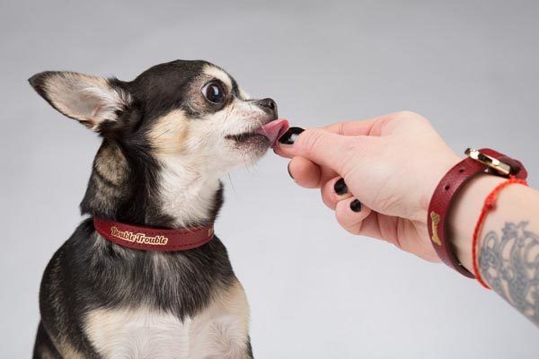 double-trouble-modnialmanah-fashion-ljubimci