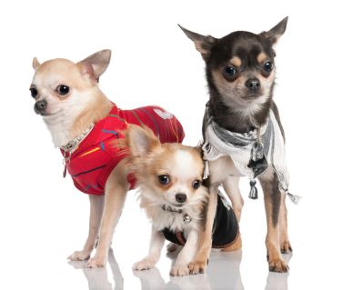 fashion-ljubimci-modnialmanah