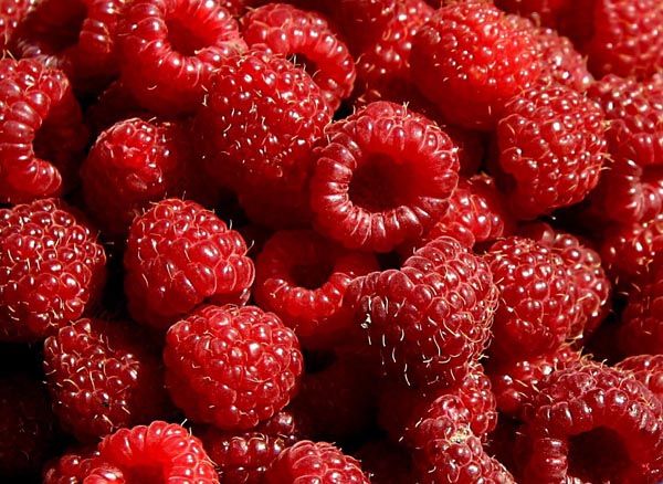 maline-voće-zdrav-život-modnialmanah