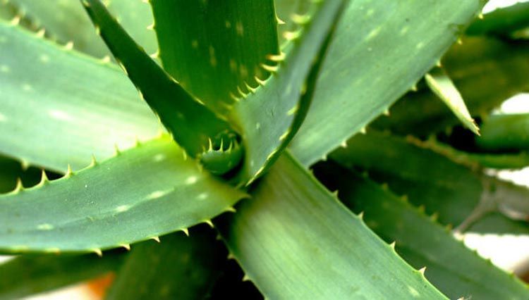 zdravlje-sunce-opekline-modnialmanah