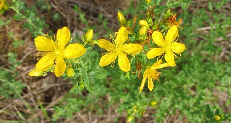 zdravlje-sunce-opekline-modnialmanah