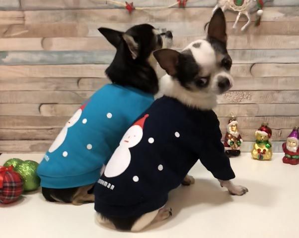 shopping-Double-Trouble-Dog-Boutique-modnialmanah