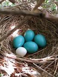 jaja-gnijezdo-uskrs-lifestyle-modnialmanah