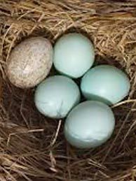 jaja-gnijezdo-uskrs-lifestyle-modnialmanah