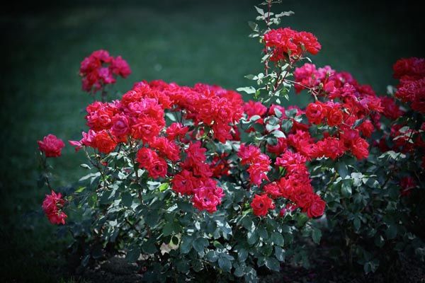 floraart-ana-rucner-modnialmanah