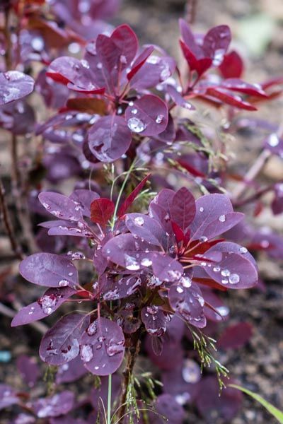 Floraart-modnialmanah-lifestyle