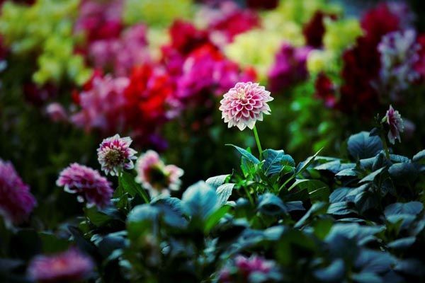 floraart-ana-rucner-modnialmanah