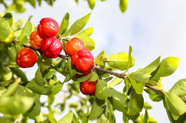 arkopharma-arkovital-acerola-zdravlje-modnialmanah