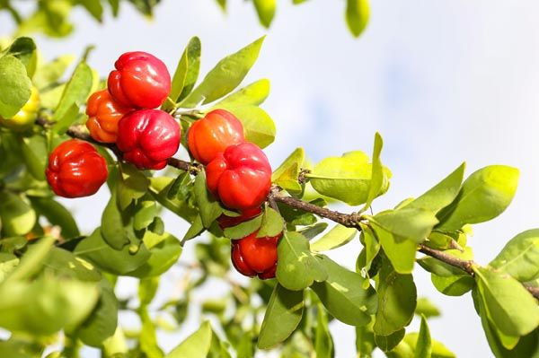 arkopharma-arkovital-acerola-zdravlje-modnialmanah