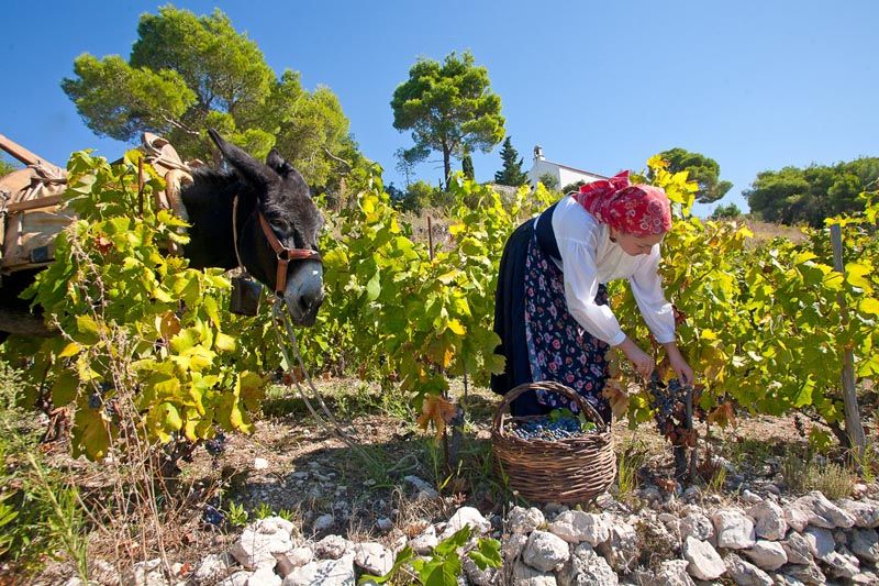 pz-putniković-vino-modnialmanah-gastro