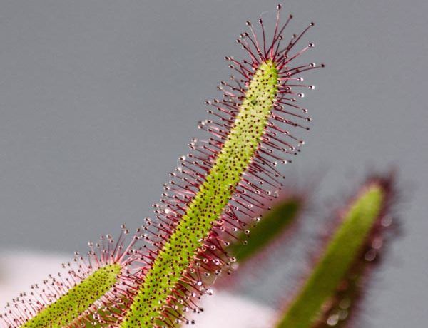 art-park-lifestyle-modnialmanah-biljke