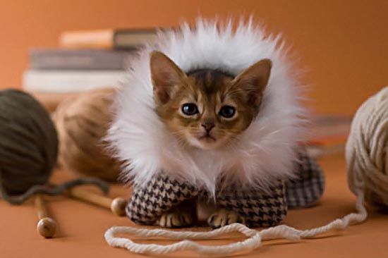 ljubimci-jesen-lifestyle-modnialmanah