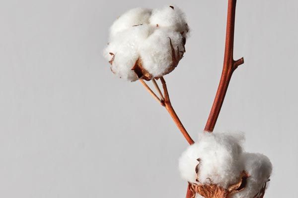 fashion-pamuk-gmo-H&M-modnialmanah-cotton