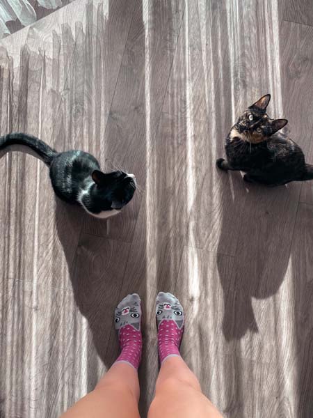 lifestyle-whiskas-mijau-modnialmanah