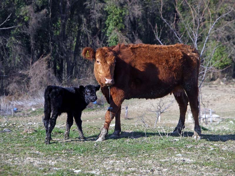 bolfan-vinski-vrh-modnialmanah-lifestyle-vino