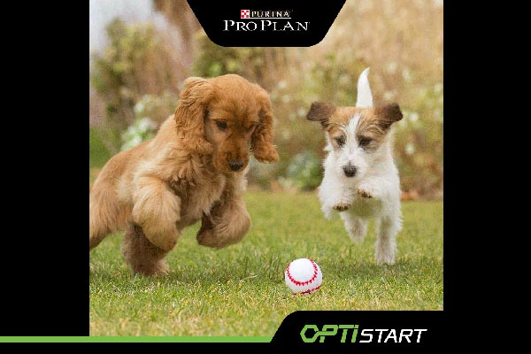 purina-pro-plan-puppy-optistart-hrana-lifestyle-modnialmanah