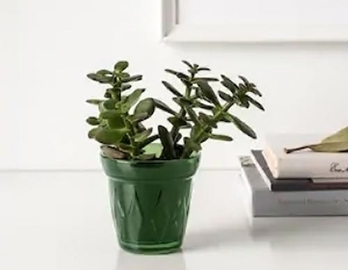 ikea-shopping-modnialmanah