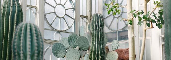 lifestyle-cvijeće-biljke-modnialmanah