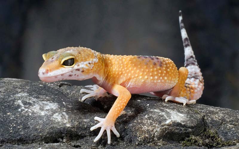 lifestyle-kućni-ljubimci-pas-mačka-modnialmanah