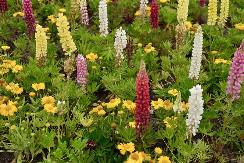 lifestyle-floraart-modnialmanah