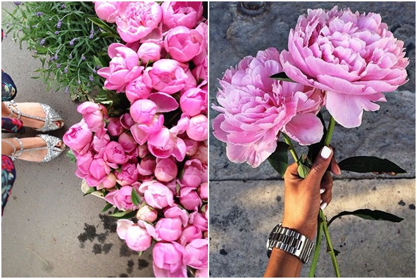 božur-praktični-savjet-majska-ruža-cvijet-modnialmanha