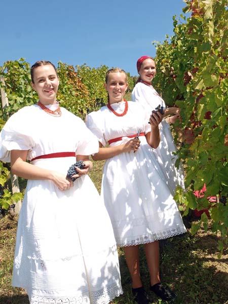 lifestyle-portugizac-plešivica-vino-modnialmanah