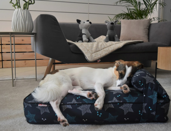 lifestyle-Qushin-ljubimac-pas-modnialmanah-hrvatski-proizvod