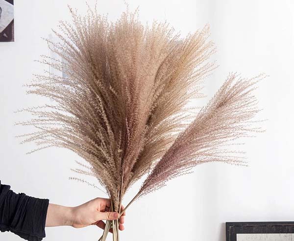 lifestyle-pampas-modnialmanah