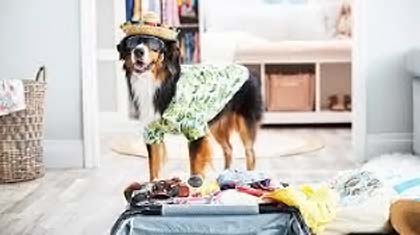 fashion-moda-ljubimci-modnialmanah-pas-odjeća