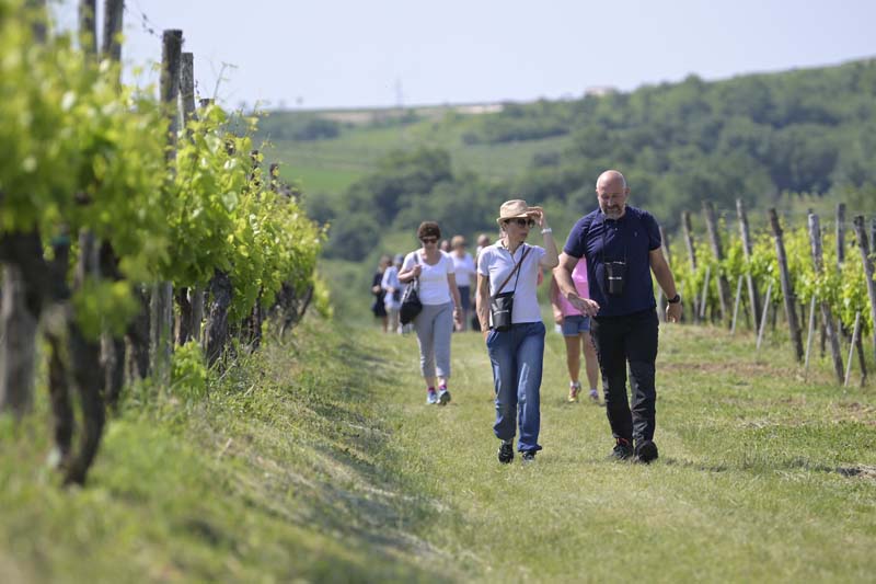 Istria-Wine-and-Walk-2022-lifestyle-gastro-enogastro-modnialmanah