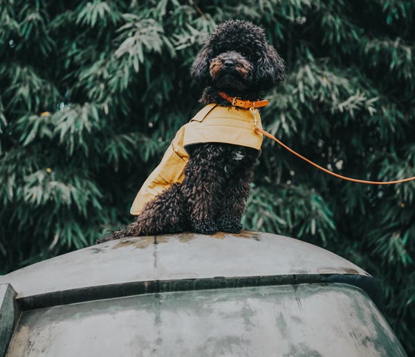 HIGH-PAW-shopping-ljubimci-modnialmanah