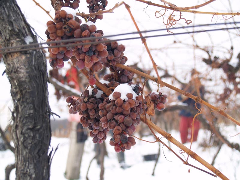ivine-vinske-priče-slatka-vina-ivo-kozarčanin-modnialmanah-wine-vino