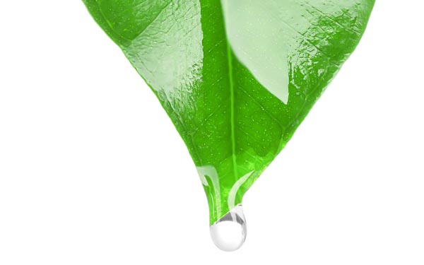 alkmene-MY-TEA-TREE-OIL-beauty-modnialmanah