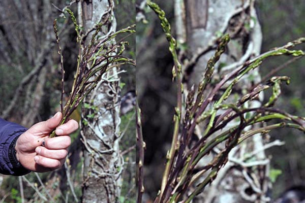 zdravlje-šparoge-zdrava-hrana-oštarija-fortica-modnialmanah