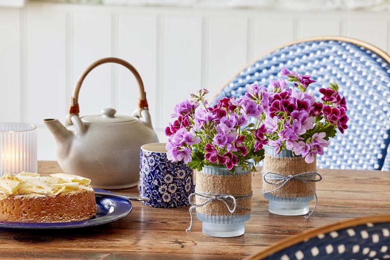 Pelargonije-savjet-cvijeće-modnialmanah-europe-in-bloom