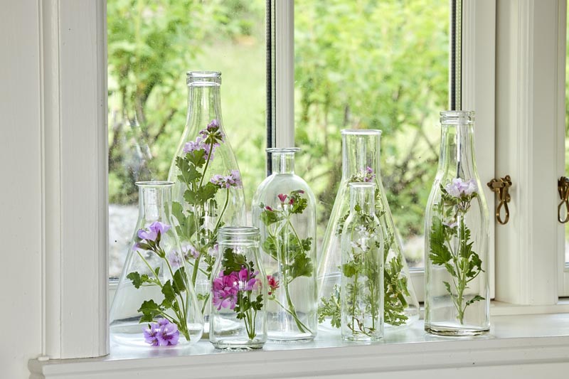 Pelargonije-savjet-cvijeće-modnialmanah-europe-in-bloom