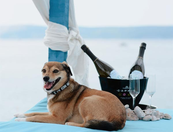 Monty’s-Dog-Beach-lifestyle-modnialmanah