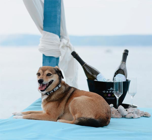 Monty’s-Dog-Beach-lifestyle-modnialmanah