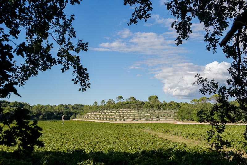 eno-gastro-Peyrassol-vino-wine-modnialmanah-botanist