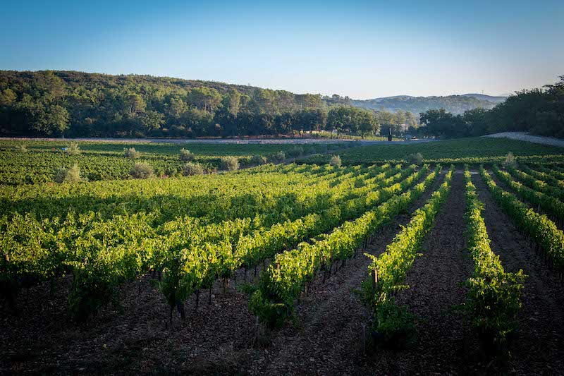 eno-gastro-Peyrassol-vino-wine-modnialmanah-botanist