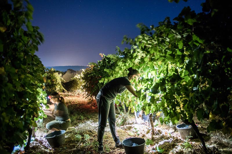 eno-gastro-Peyrassol-vino-wine-modnialmanah-botanist