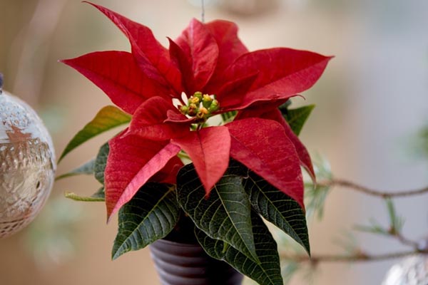 božićna-zvijezda-praktični-savjet-modnialmanah-božićne-zvijezde