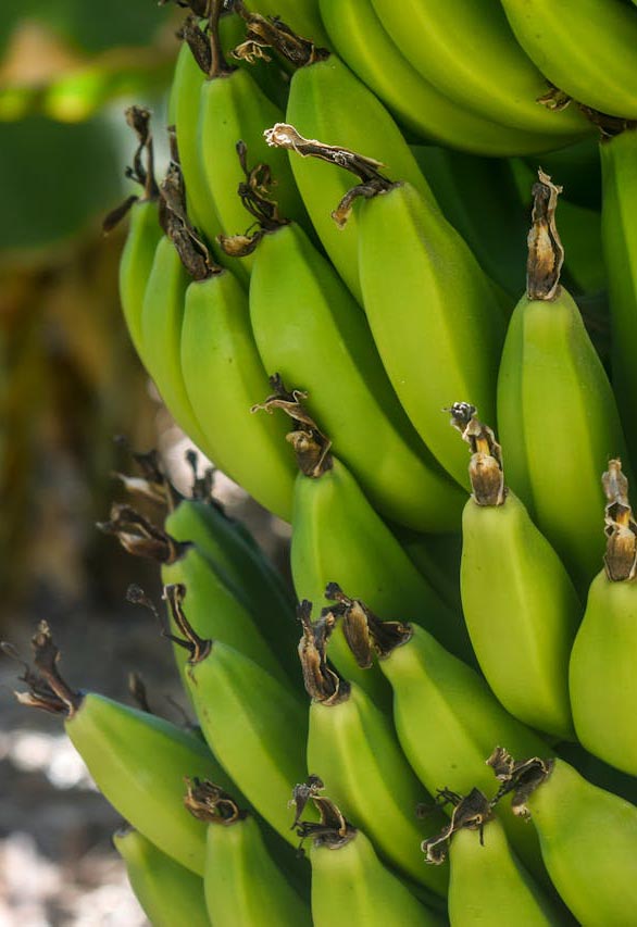 zdravlje-banana-boja-modnialmanah