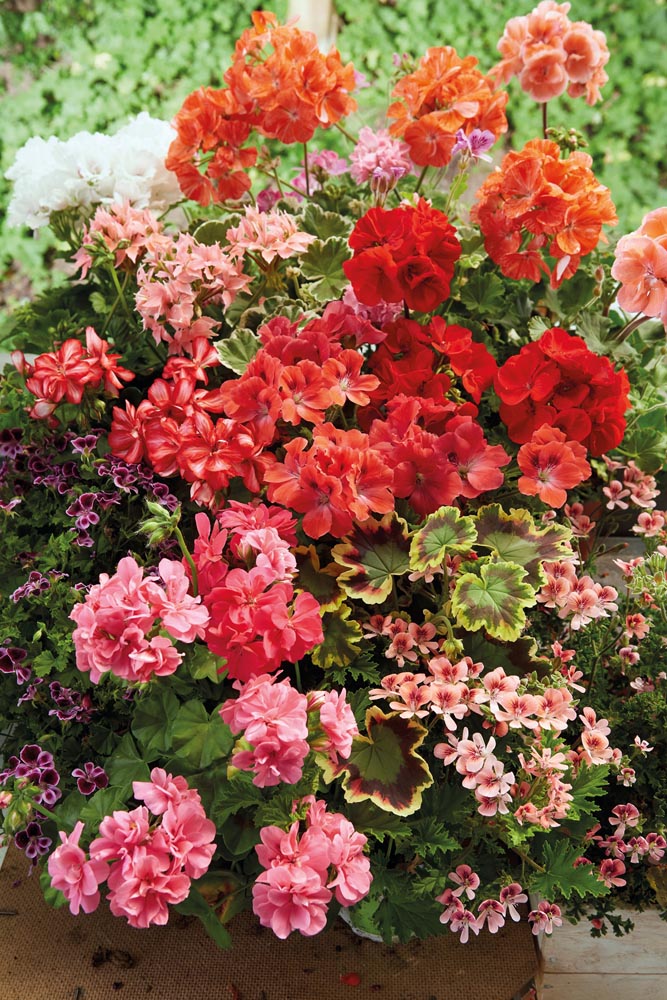 savjet-pelargonija-cvjetovi-modnialmanah
