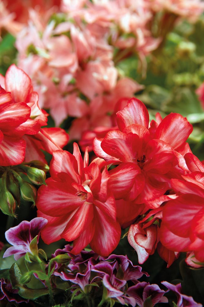 savjet-pelargonija-cvjetovi-modnialmanah