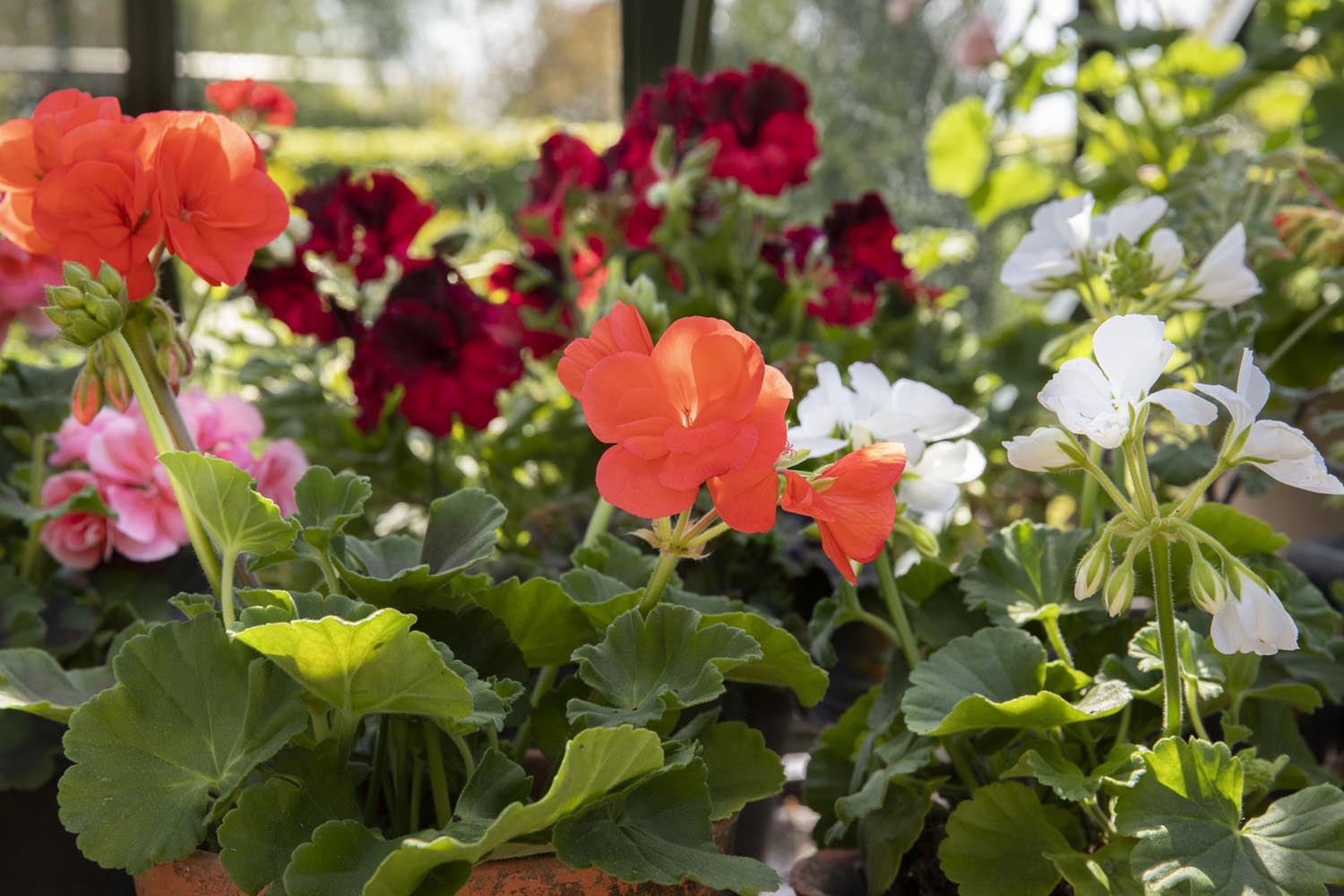 savjet-pelargonije-cvjetovi-modnialmanah